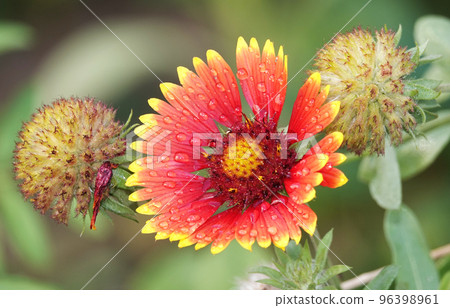 Gaillardia flowers close-up very delicate and beautiful 96398961