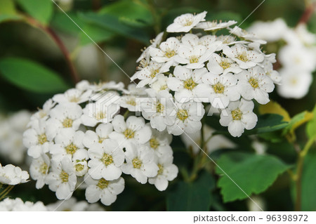 Flowers Lobularia, Seaside Lobularia, Sweet Alison, Sweet Alyssum Snow Crystals, Lawn Maker, 96398972