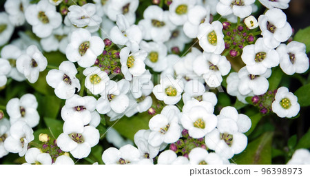 Flowers Lobularia, Seaside Lobularia, Sweet Alison, Sweet Alyssum Snow Crystals, Lawn Maker, 96398973