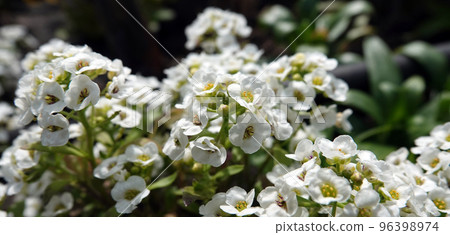 Flowers Lobularia, Seaside Lobularia, Sweet Alison, Sweet Alyssum Snow Crystals, Lawn Maker, Flowers Lobularia, Seaside Lobularia, Sweet Alison, Sweet Alyssum Snow Crystals, Lawn Maker, 96398974