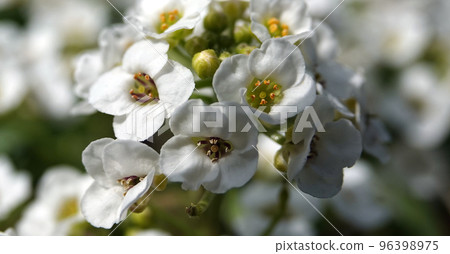 Flowers Lobularia, Seaside Lobularia, Sweet Alison, Sweet Alyssum Snow Crystals, Lawn Maker, Flowers Lobularia, Seaside Lobularia, Sweet Alison, Sweet Alyssum Snow Crystals, Lawn Maker, 96398975