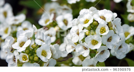 Flowers Lobularia, Seaside Lobularia, Sweet Alison, Sweet Alyssum Snow Crystals, Lawn Maker, Flowers Lobularia, Seaside Lobularia, Sweet Alison, Sweet Alyssum Snow Crystals, Lawn Maker, 96398976