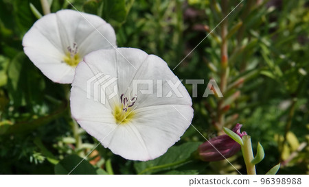 Flowers birch, bindweed, loach, dweller, dodger, wrap fence, bells, quiver, mouse fire, rattle, scatter, ladies, God's cup, wild hops Flowers birch, bindweed, loach, dweller, dodger, wrap fence, bells, quiver, mouse fire, rattle, scatter, ladies, God's cup, wild hops 96398988