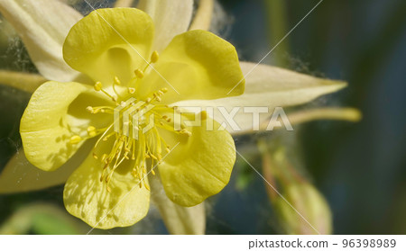 Flowers aquilegia or catchment close-up beautiful and delicate 96398989