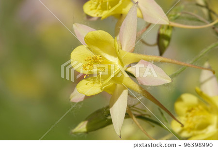 Flowers aquilegia or catchment close-up beautiful and delicate 96398990