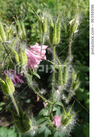 Flowers aquilegia or catchment close-up beautiful and delicate 96398996