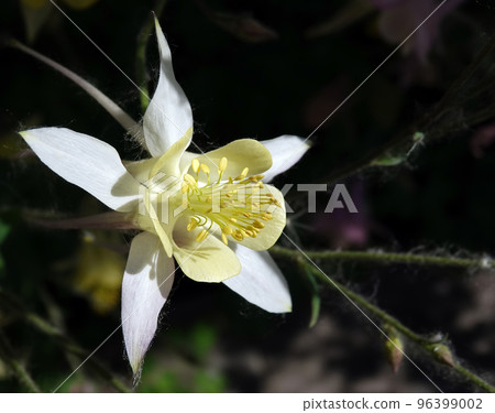 Flowers aquilegia or catchment close-up beautiful and delicate 96399002