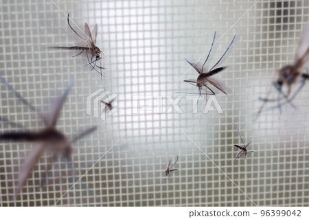 many mosquitoes on insect net wire screen close up on house window 96399042
