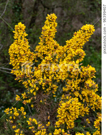 A bush, inflorescences of yellow flowers. Ulex known as gorse, furze, or whin, flowering plants in the family Fabaceae. 96399407