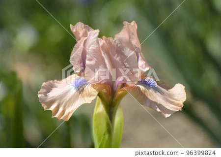 Standard Dwarf Bearded Iris Chanted 96399824