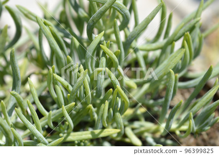 Kilimanjaro succulent Kilimanjaro succulent 96399825