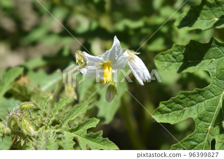 Sticky nightshade 96399827