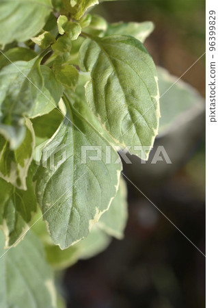 Basil Pesto Perpetuo 96399829