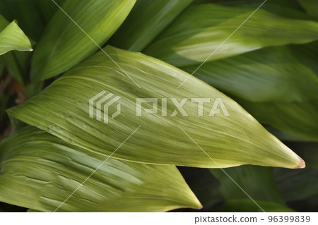 Cast-iron plant 96399839