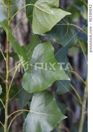 Lombardy poplar Lombardy poplar 96399842