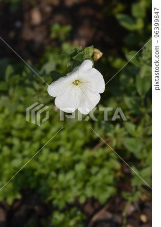 Large white petunia Large white petunia 96399847