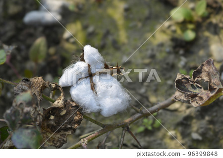 Upland cotton Upland cotton 96399848