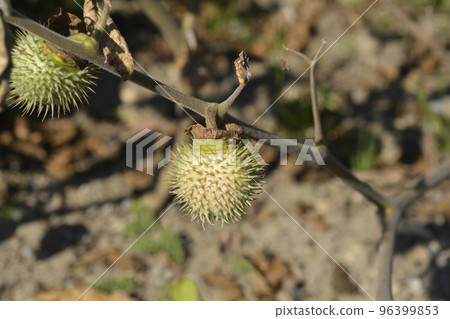 Thorn apple Inka 96399853