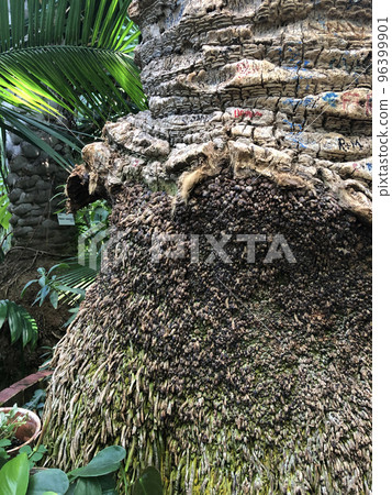 Palm Tree Trunk Greenhouse 96399901