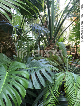 Palm Tree Monstera Greenhouse 96399902