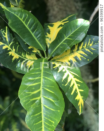 Floral Green Leaf Floral Green Leaf 96399917