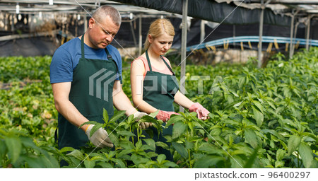 Couple of farmers cultivating white jute Couple of farmers cultivating white jute 96400297