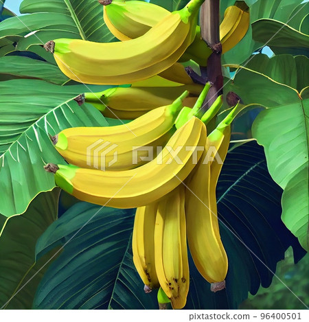 A beautiful bunch of bananas on a branch under the leaves A beautiful bunch of bananas on a branch under the leaves 96400501