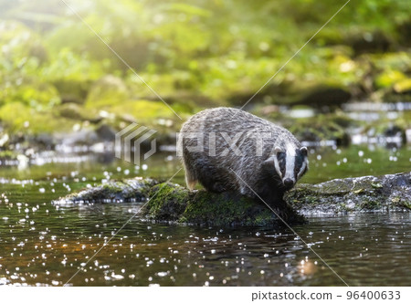 Badger is standing on a stone in the middle of a stream Badger is standing on a stone in the middle of a stream 96400633