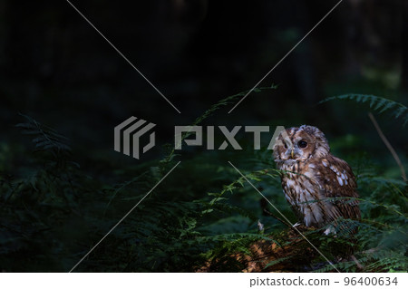 Tawny owl is posing alone in the forest. Tawny owl is posing alone in the forest. 96400634