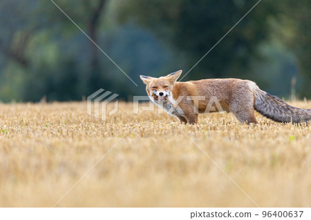 Red fox with the caught prey in its mouth. 96400637