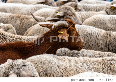 Flock of sheep passing through a cattle route Flock of sheep passing through a cattle route 96401168