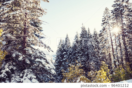 Winter forest 96401212