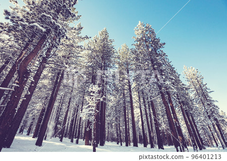 Winter forest 96401213