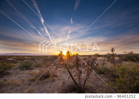 Cactus Cactus 96401252