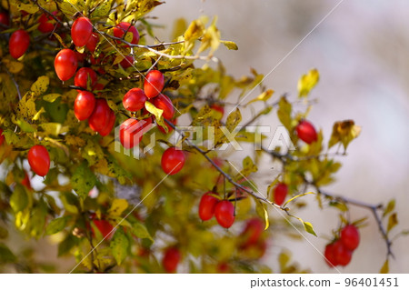 red fruit tree in the park 96401451
