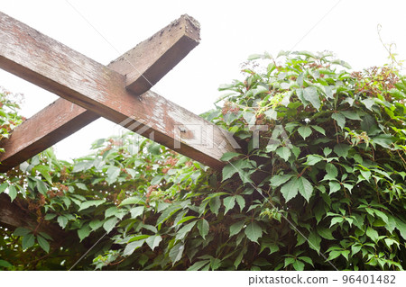 Green ivy in the garden. Green ivy in the garden. 96401482