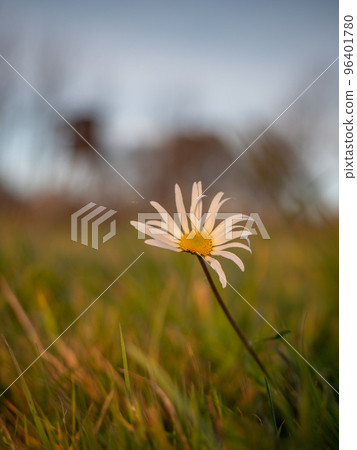 Daisy blossom, spider web and sunset sun flares. Amazing white wild flower 96401780