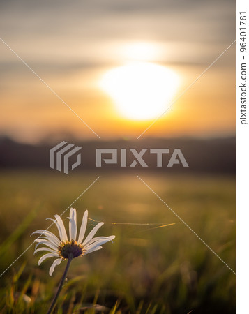 Daisy blossom, spider web and sunset sun flares. Amazing white wild flower 96401781