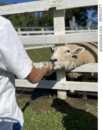 A sheep sticking its head out of a fence 96401877