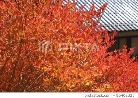 Tile roof and Dodantsutsuji 96402325