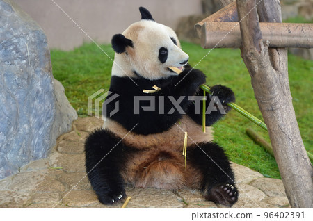 Yuhama eating bamboo deliciously Yuhama eating bamboo deliciously 96402391