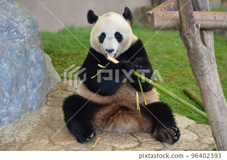 Yuhama eating bamboo deliciously Yuhama eating bamboo deliciously 96402393