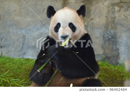 海灘美味地吃竹子 海灘美味地吃竹子 96402484