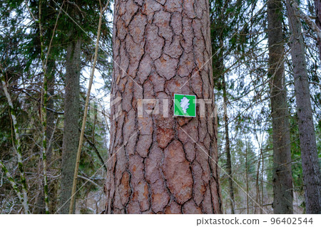 Mark on tree bark, natural view. Nature protected object. Skanaiskalns nature park. November is the first snow in Mazsalaca in Latvia. 96402544