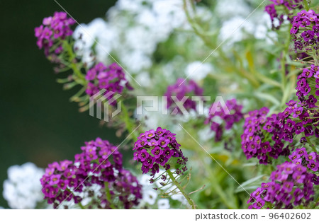 Blooming Sweet alyssum (lat. - lobularia maritima) 96402602