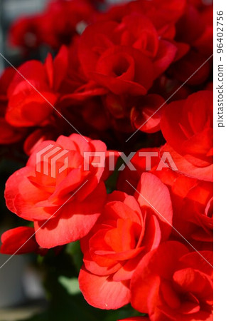 紅色的 Elatior 秋海棠 紅色的 Elatior 秋海棠 96402756
