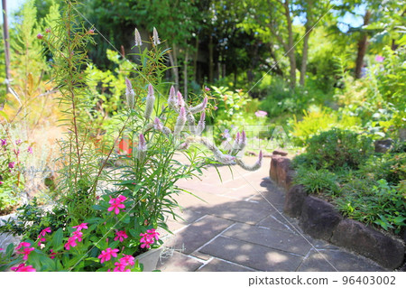 Nogeitou花 Nogeitou花 96403002