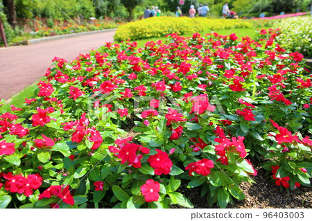 新幾內亞鳳仙花 96403003