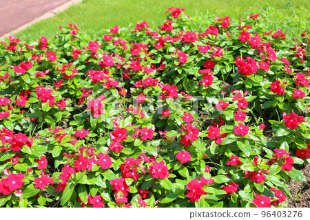 New Guinea Impatiens flower New Guinea Impatiens flower 96403276