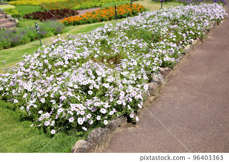牽牛花〉 96403363